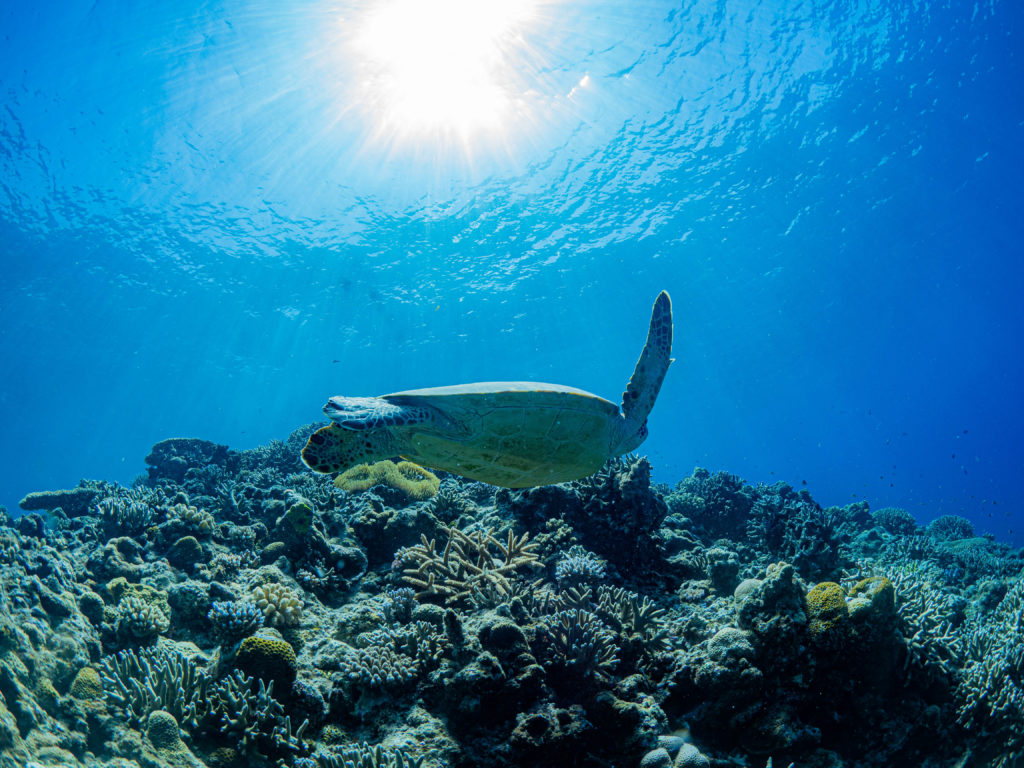 慶良間　ファンダイビング