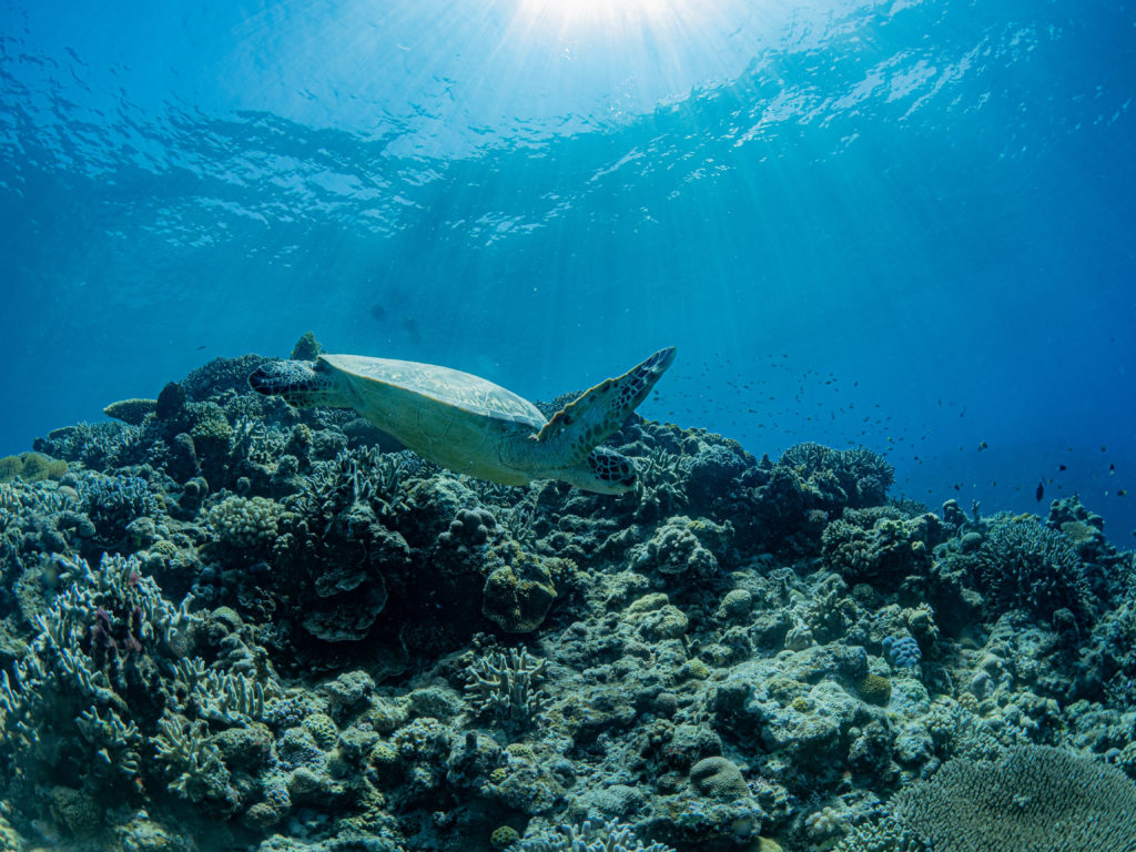 慶良間　ファンダイビング