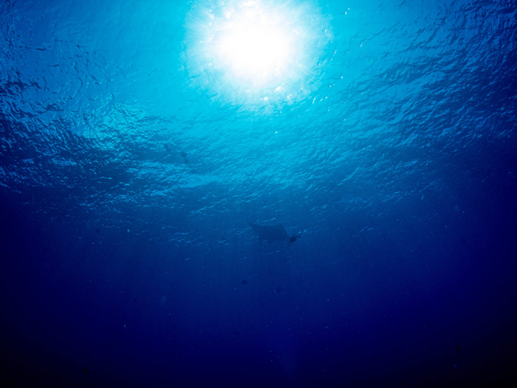 慶良間　マンタ