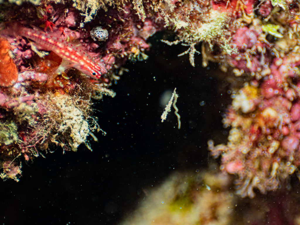 砂辺 ファンダイビング