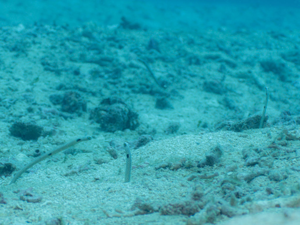 残波　ファンダイビング