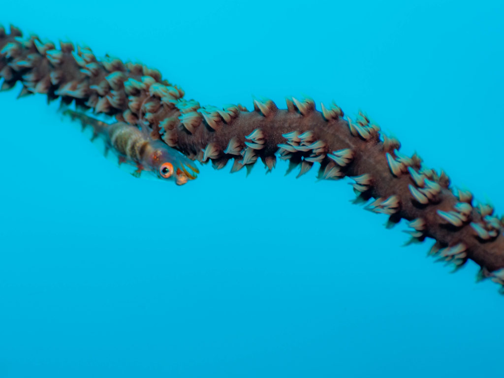 残波　ファンダイビング