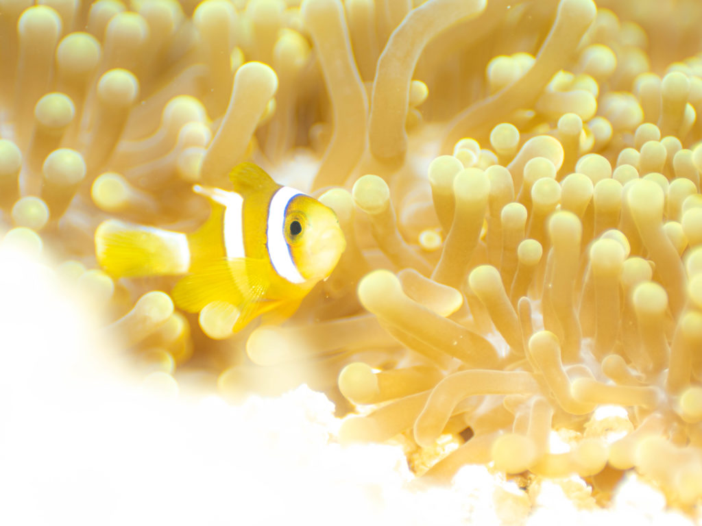 残波　ファンダイビング