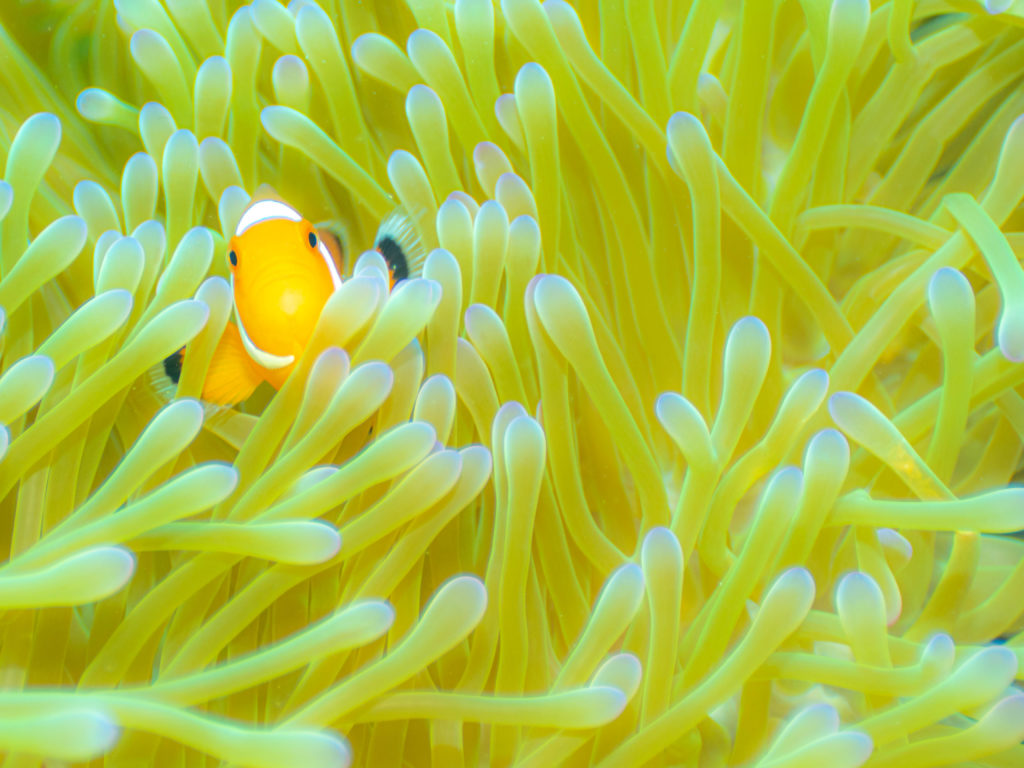 残波　ファンダイビング