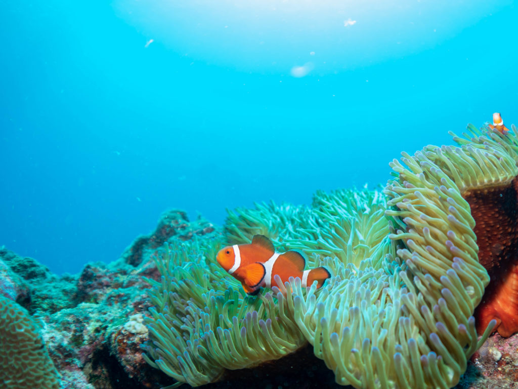 沖縄 ファンダイビング