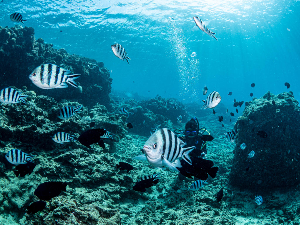 沖縄 ファンダイビング