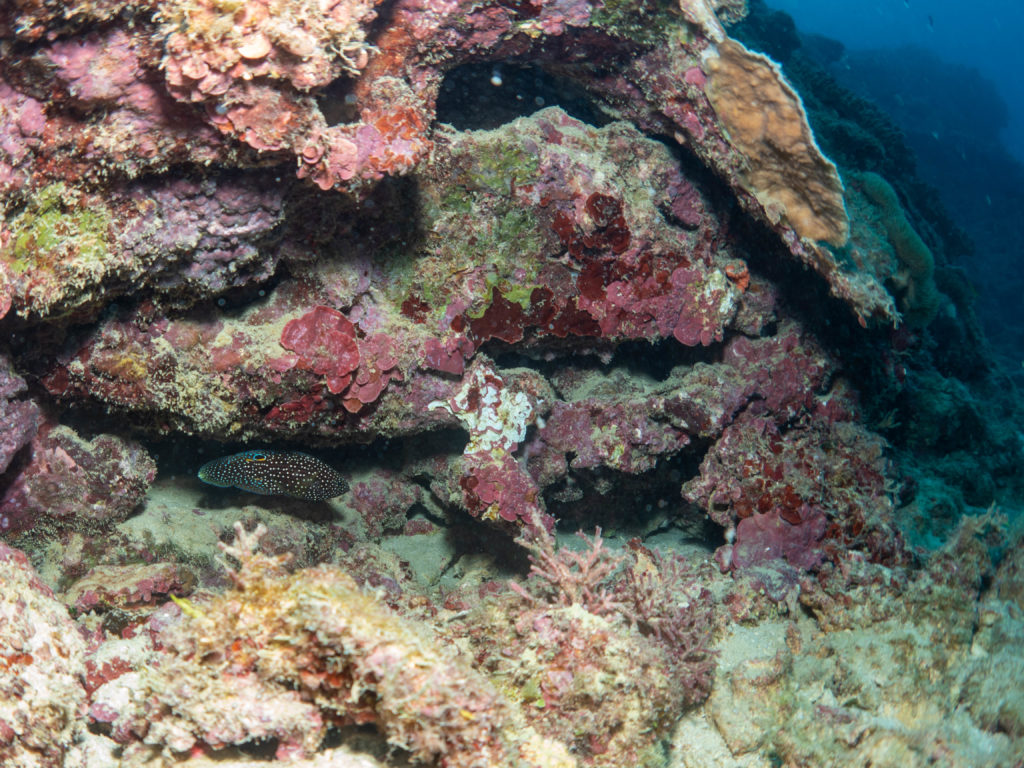 沖縄 ファンダイビング