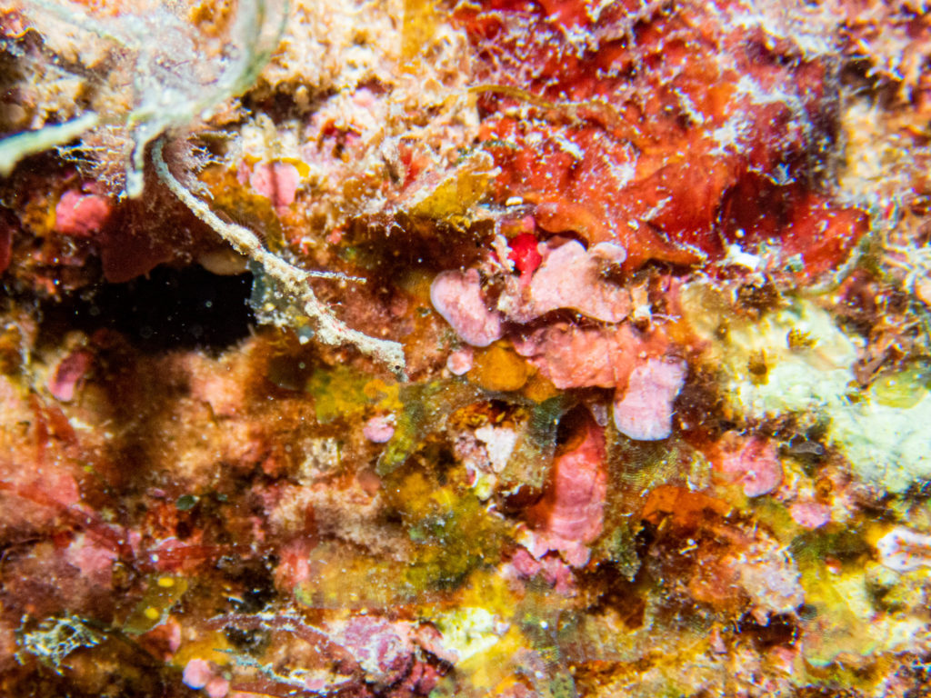 沖縄 ファンダイビング