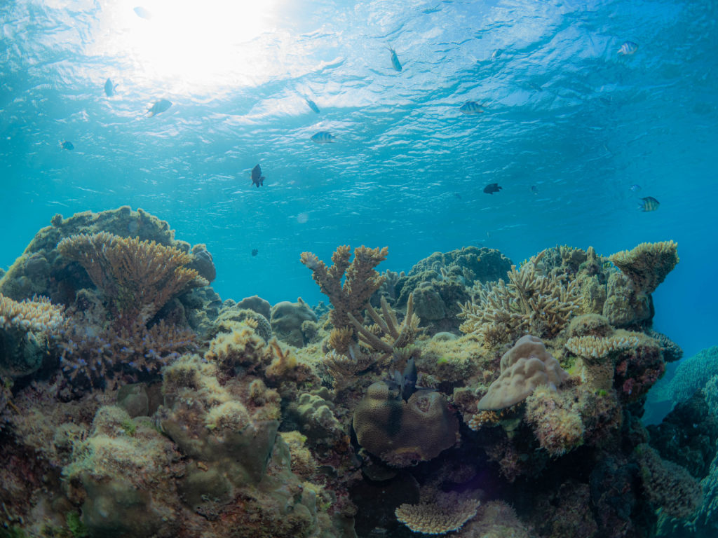 沖縄　マーメイドスイム