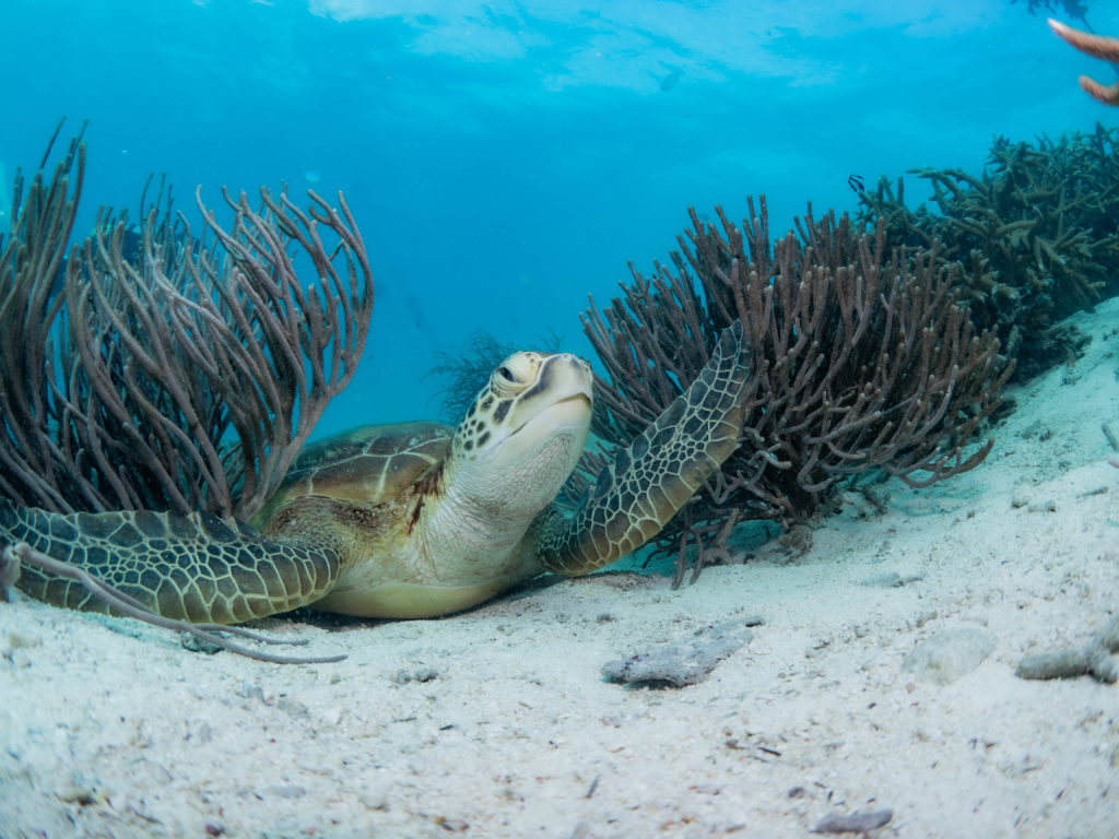 恩納村 ダイビングライセンス講習