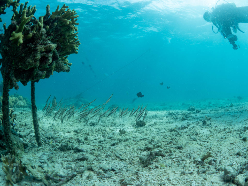 恩納村 ダイビングライセンス講習