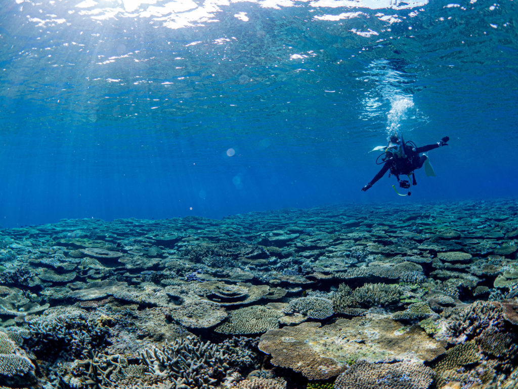 慶良間　ダイビング
