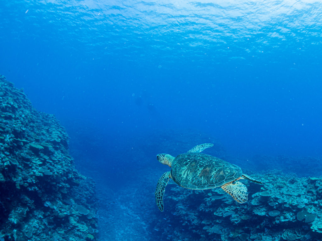 慶良間　ダイビング