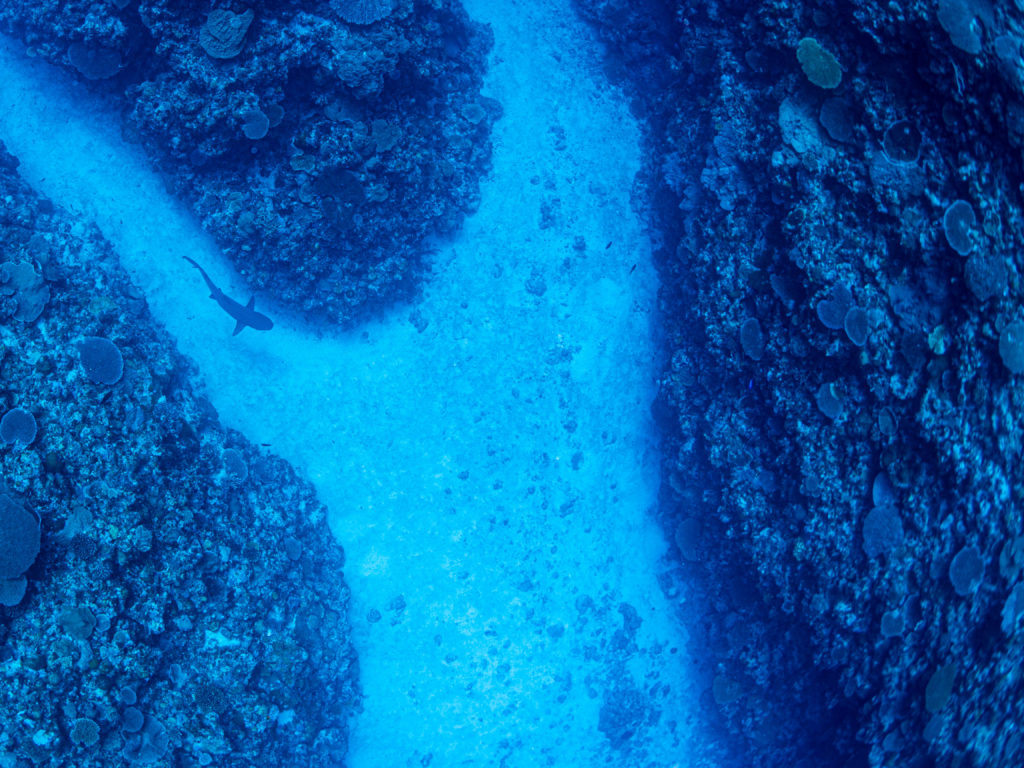 慶良間　ダイビング