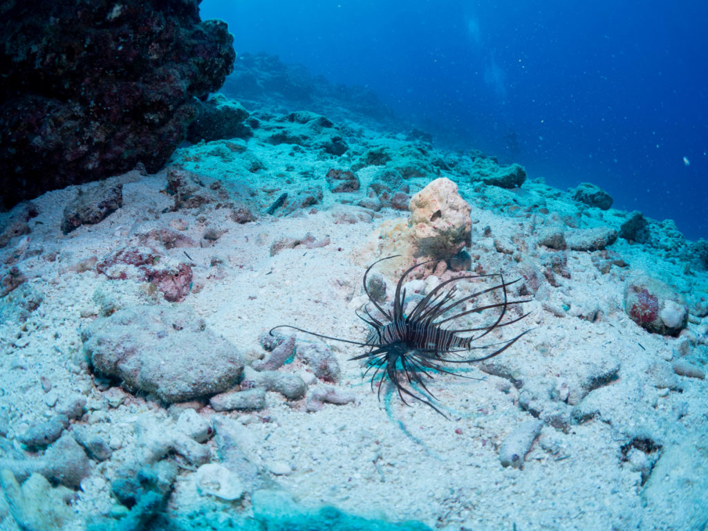 慶良間 ダイビングライセンス