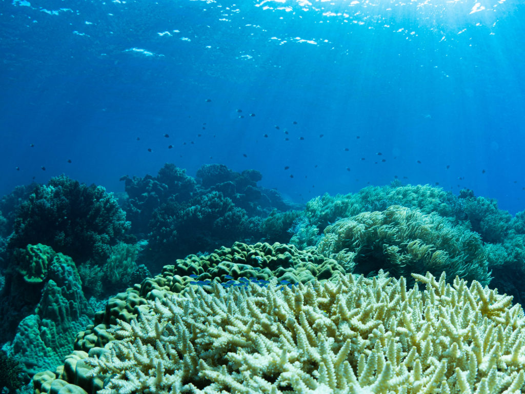 慶良間 ダイビングライセンス