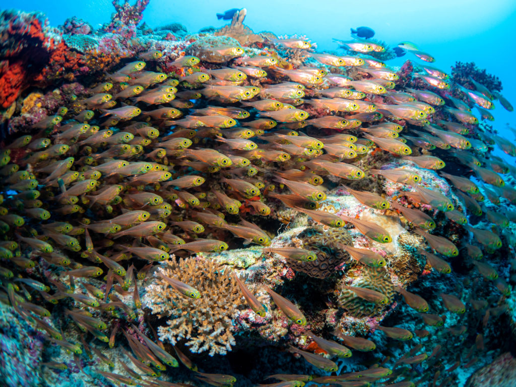 慶良間 ダイビングライセンス