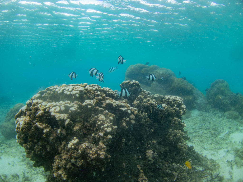 沖縄　体験ダイビング