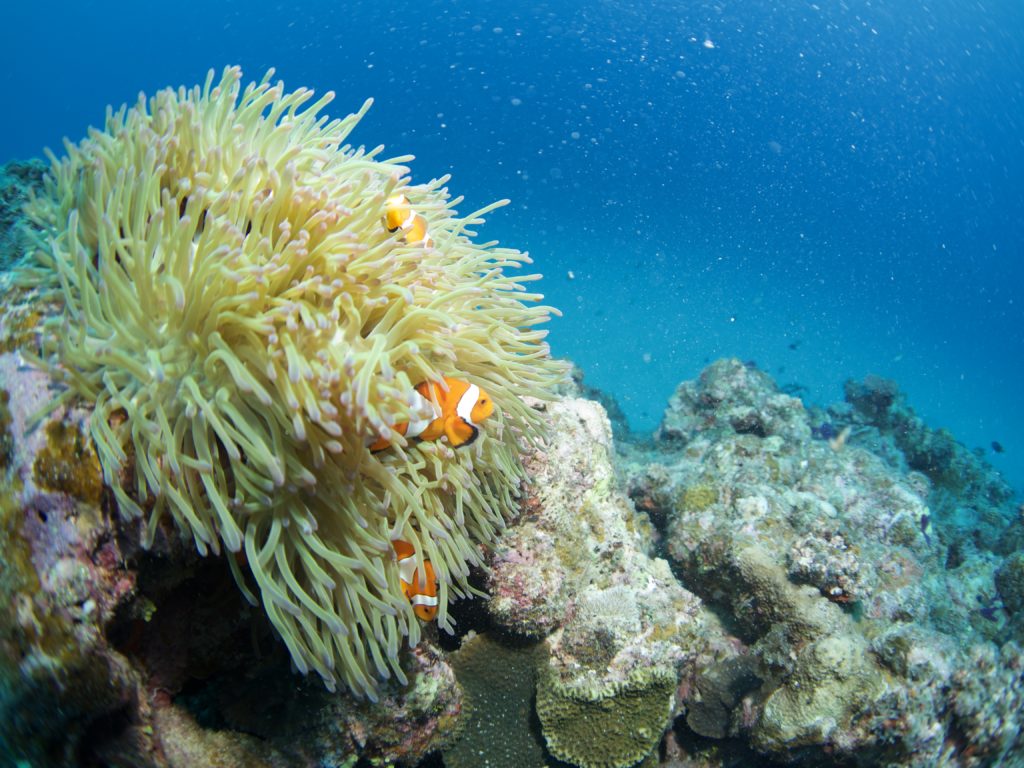 沖縄 ファンダイビング