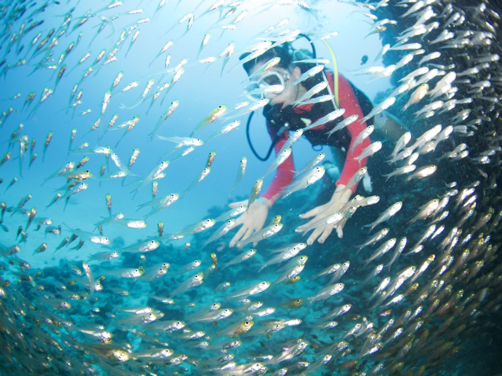 沖縄 ファンダイビング