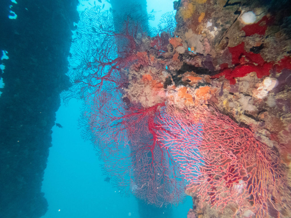 沖縄　ダイビング