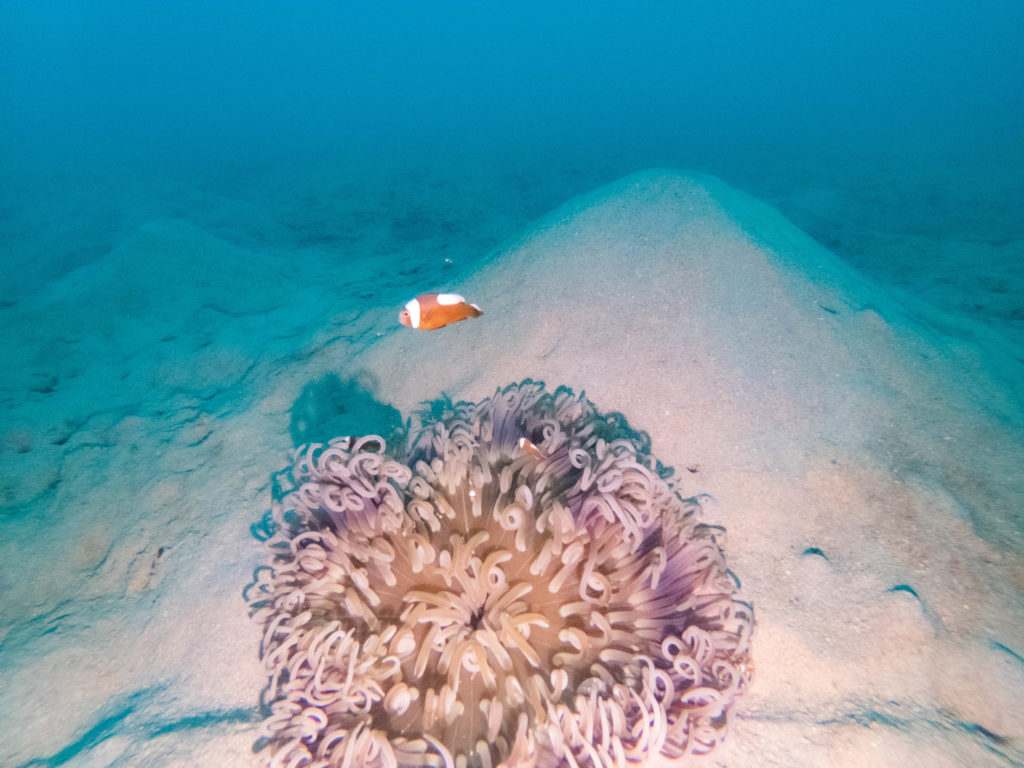 沖縄　ダイビング