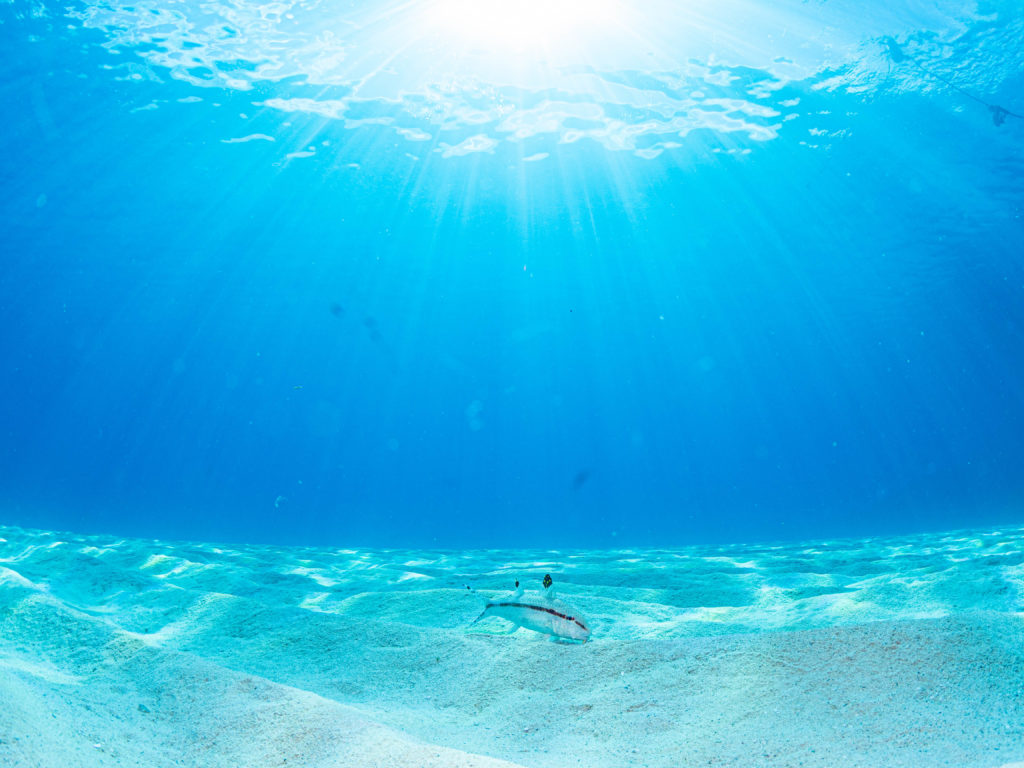 万座 ファンダイビング