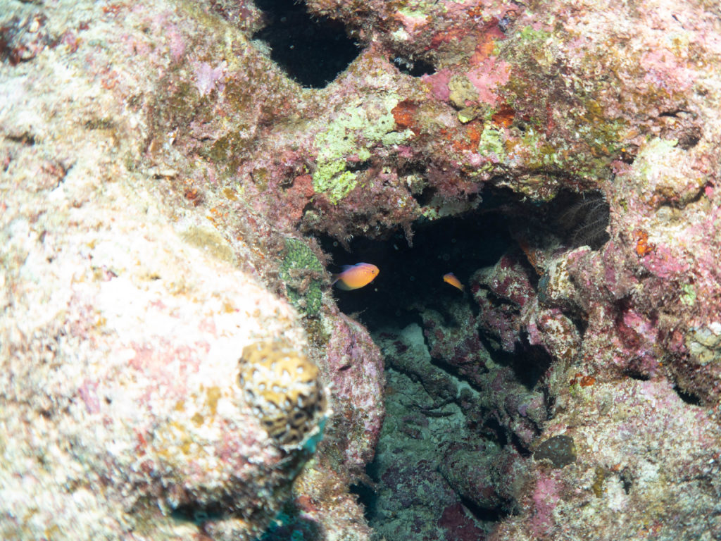 万座 ファンダイビング