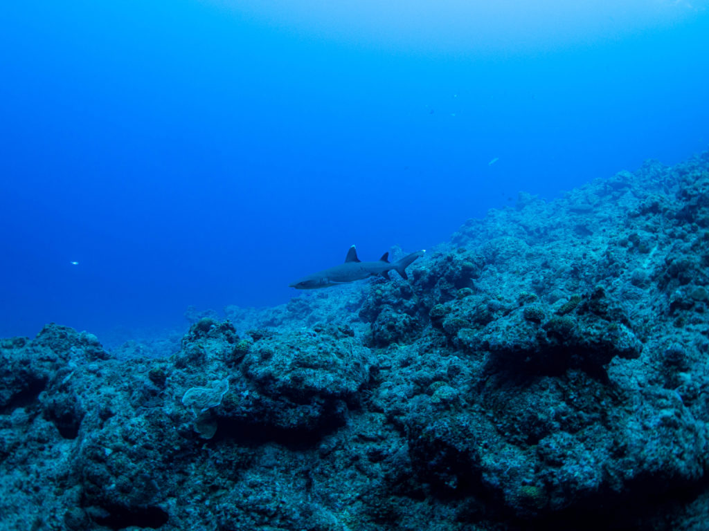 万座 ファンダイビング