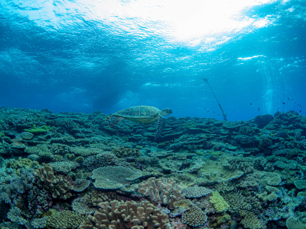 万座 ファンダイビング