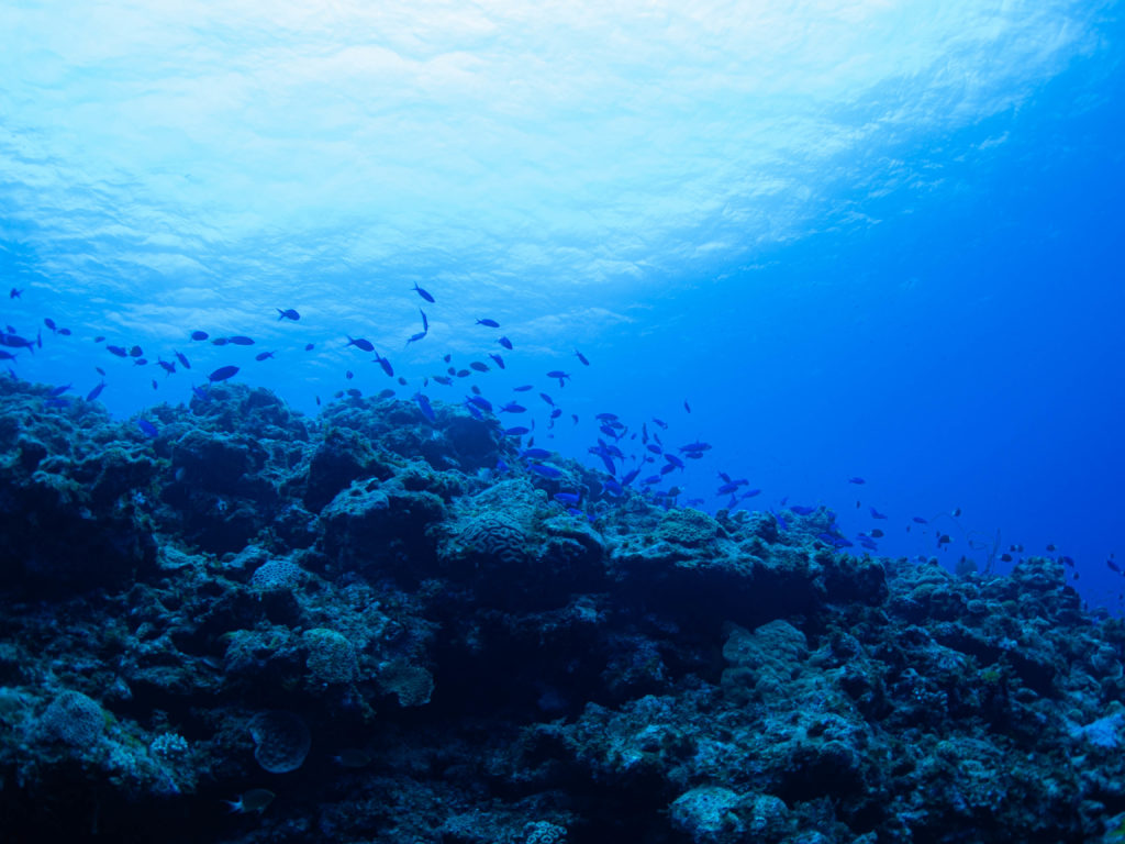慶良間　ダイビング
