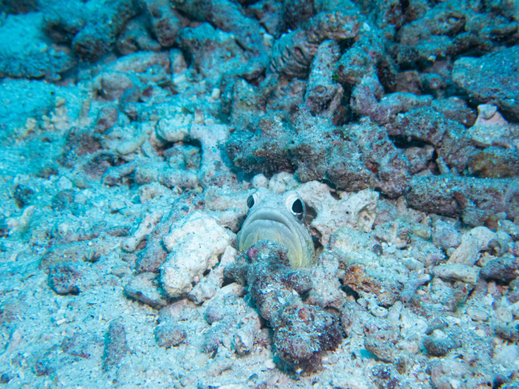 慶良間　ダイビング