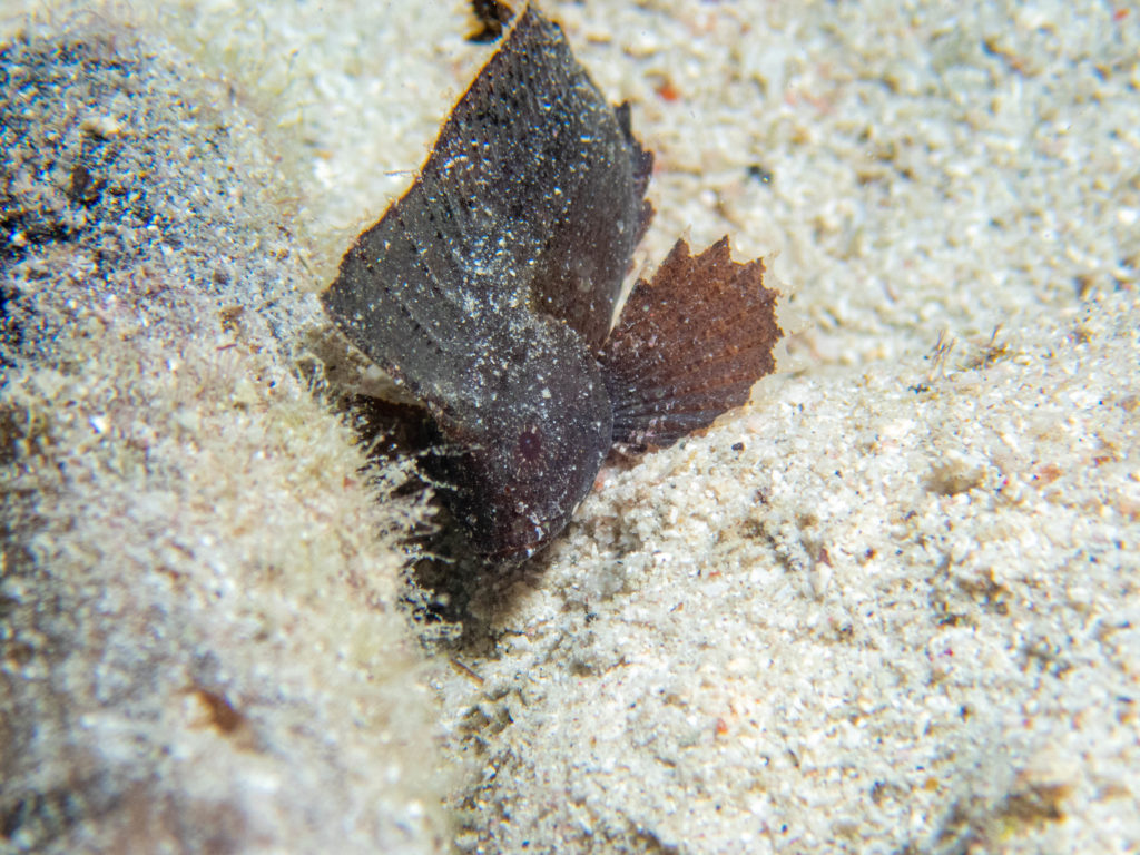 慶良間　ダイビング