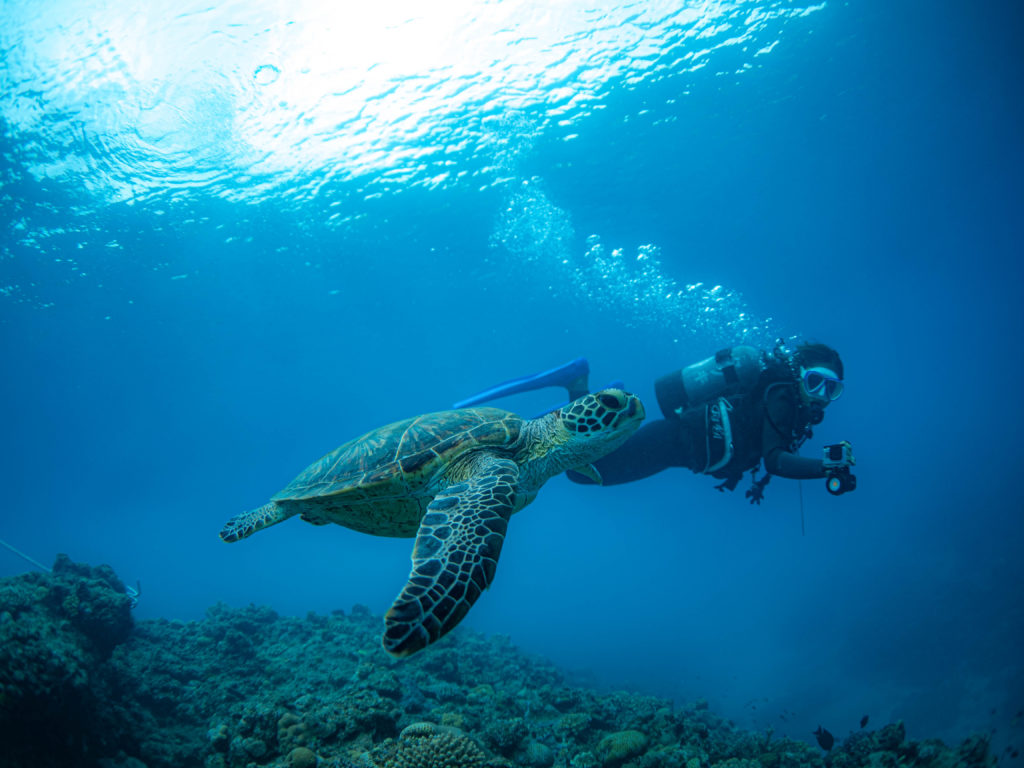 慶良間　ダイビング