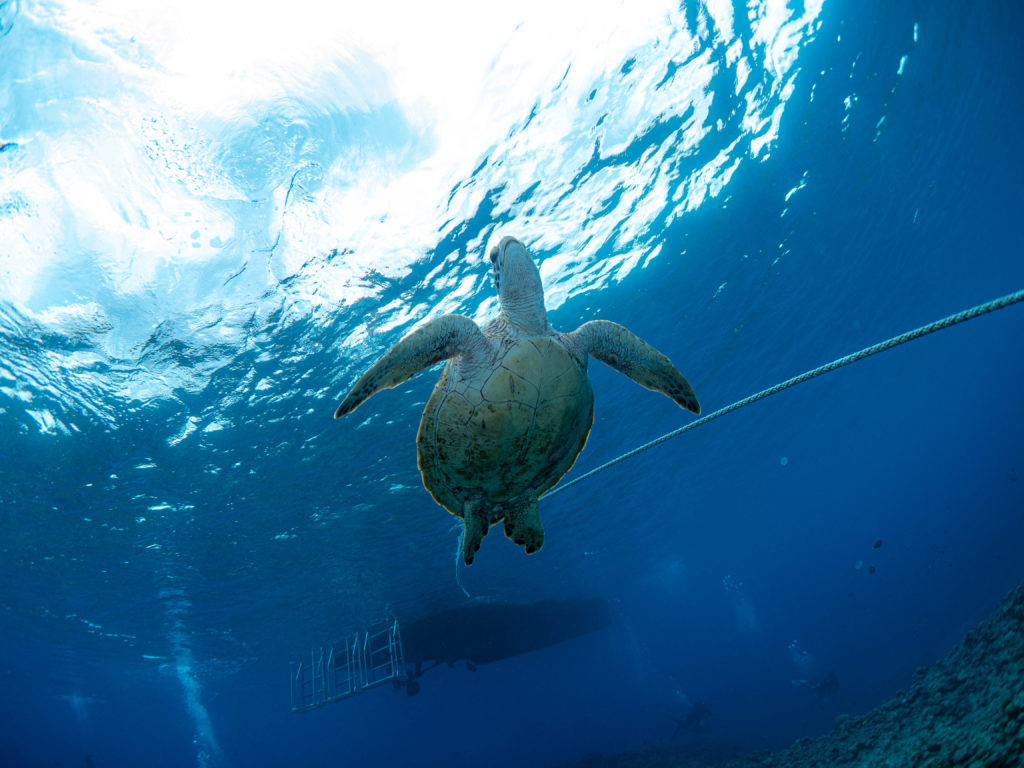 慶良間　ダイビング