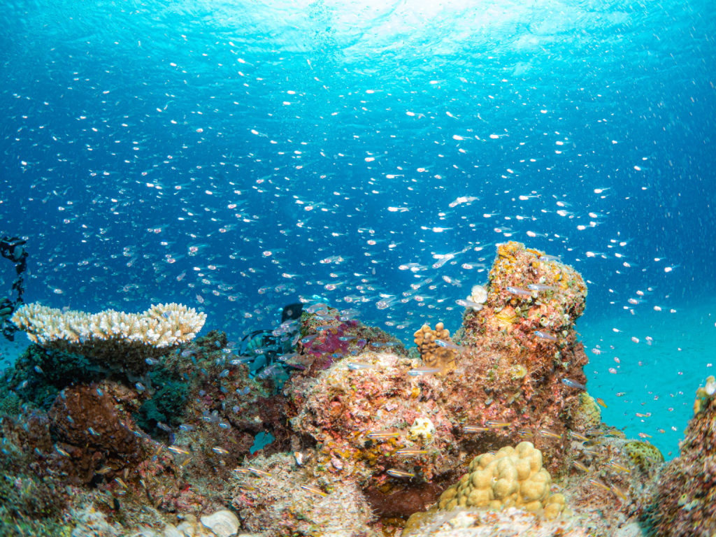 慶良間　ダイビング