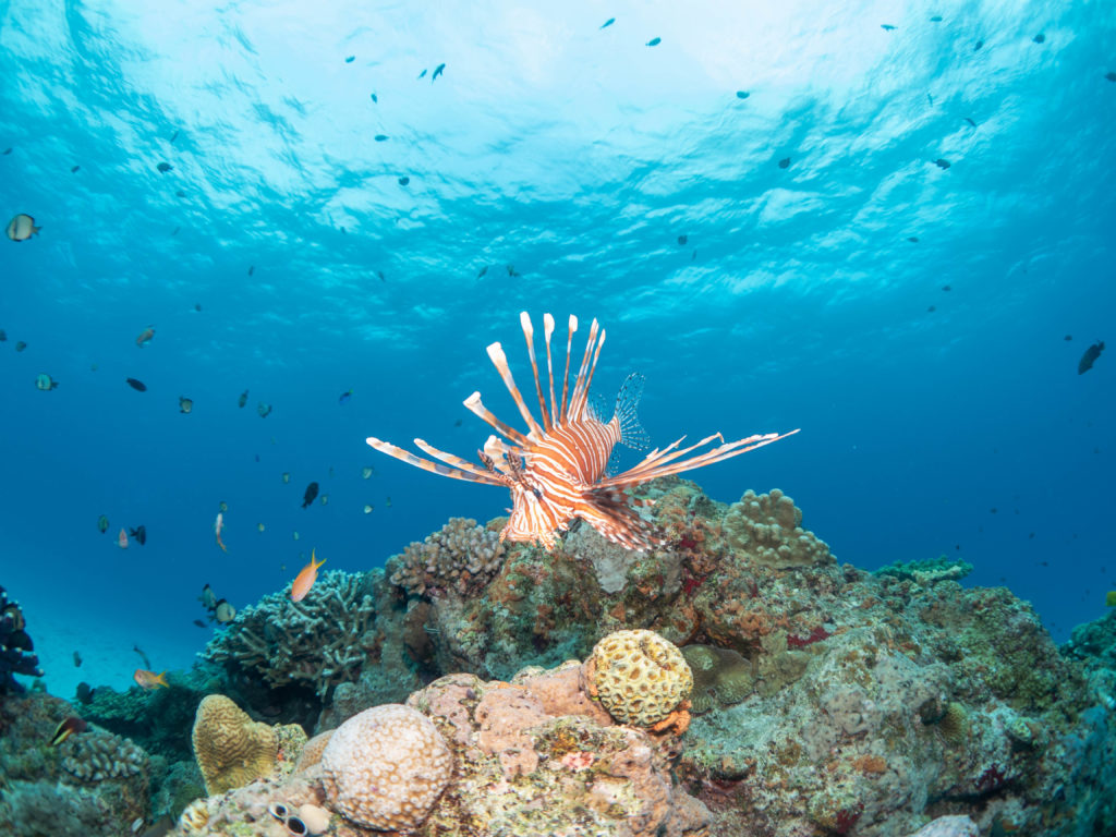 水納島　ダイビング