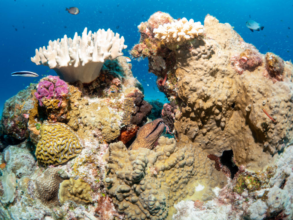 水納島　ダイビング