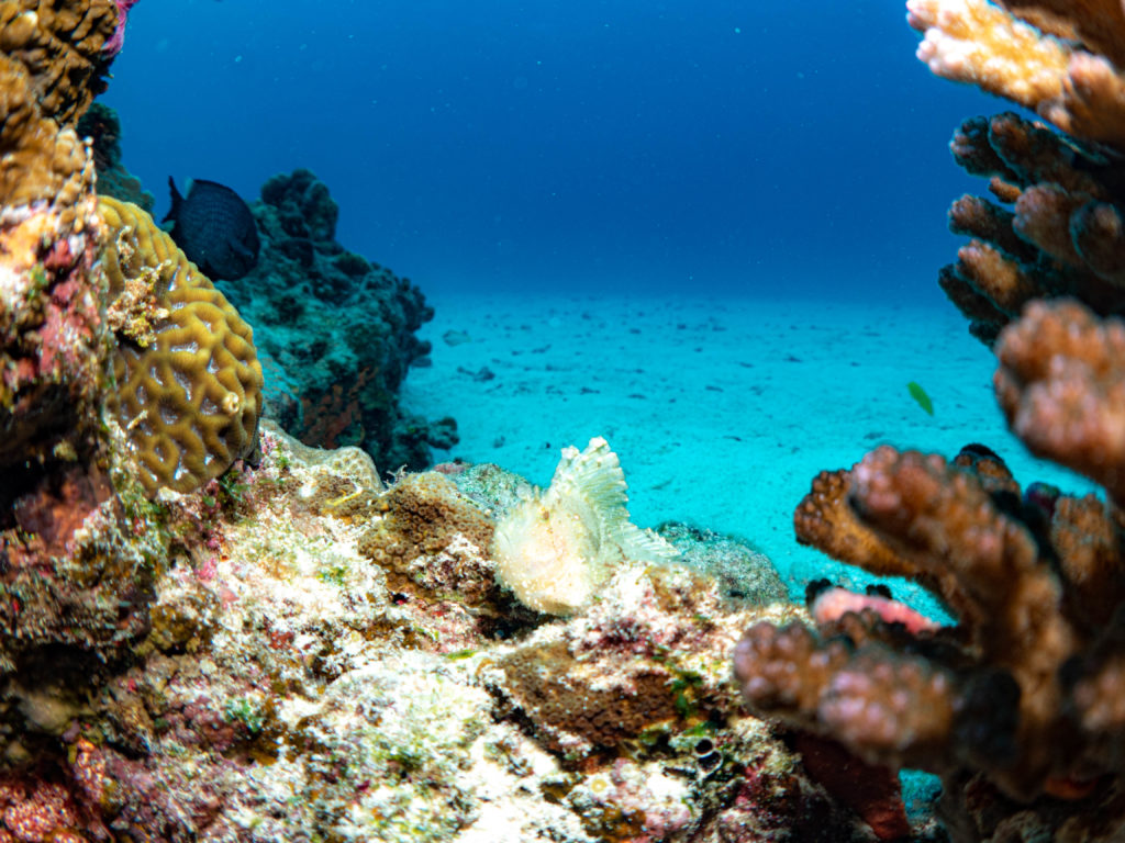 水納島　ダイビング