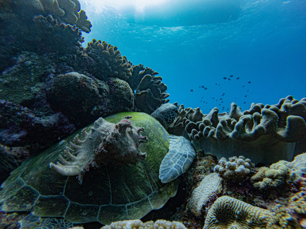 万座 ダイビング