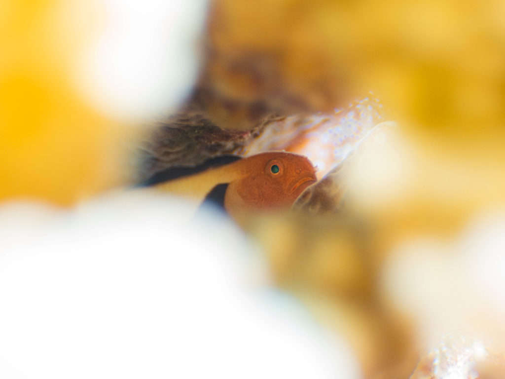 万座 ダイビング