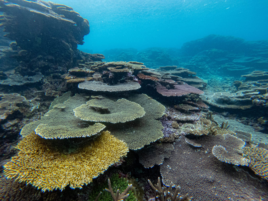 国頭村　ダイビング