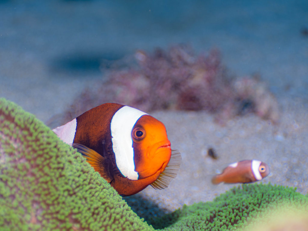 国頭村　ダイビング