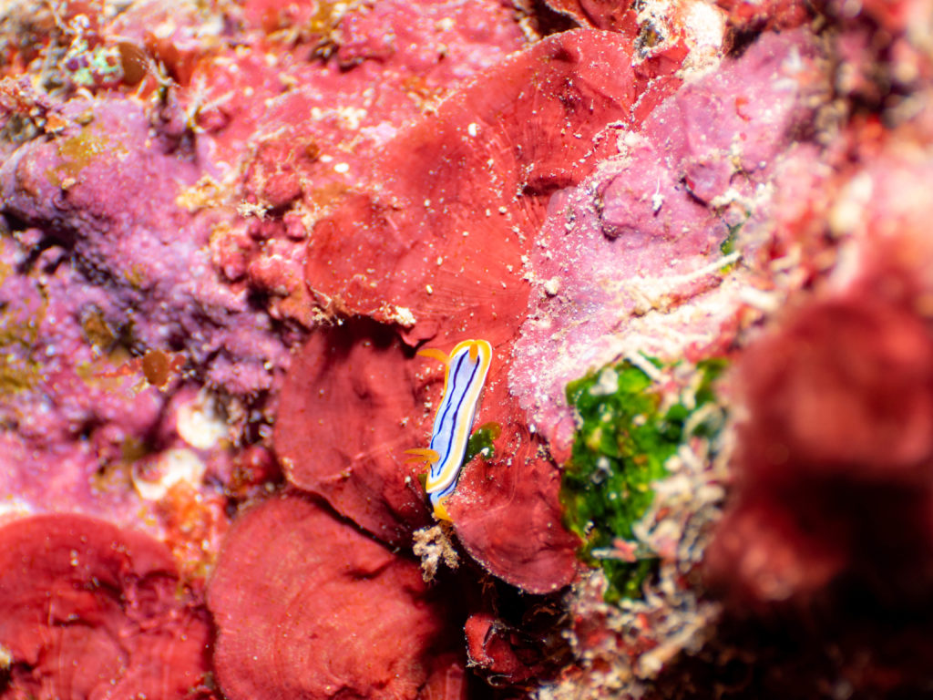 恩納村　ダイビング