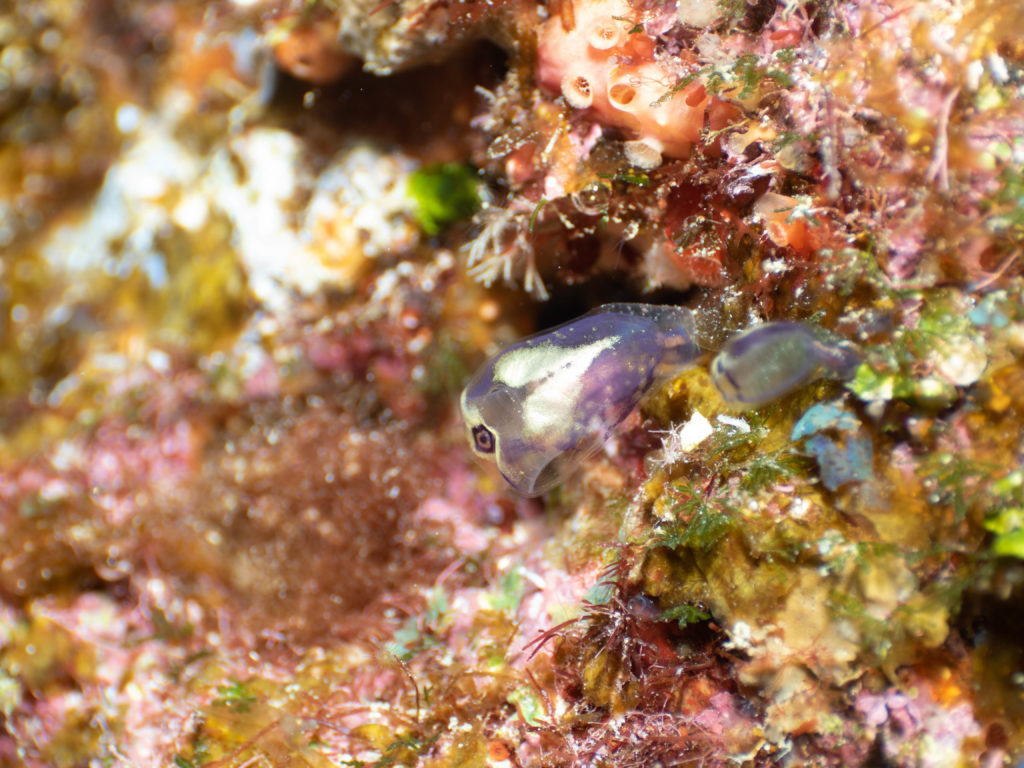 恩納村　ダイビング