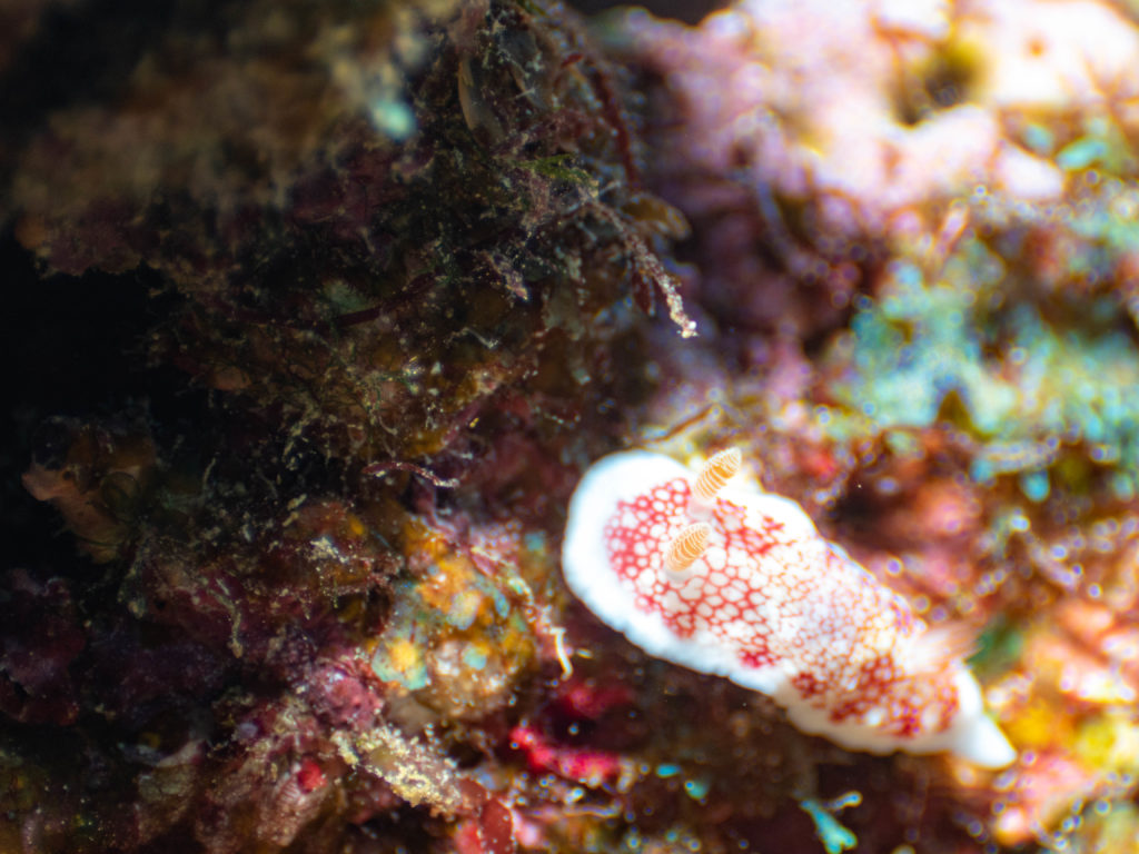 恩納村　ダイビング