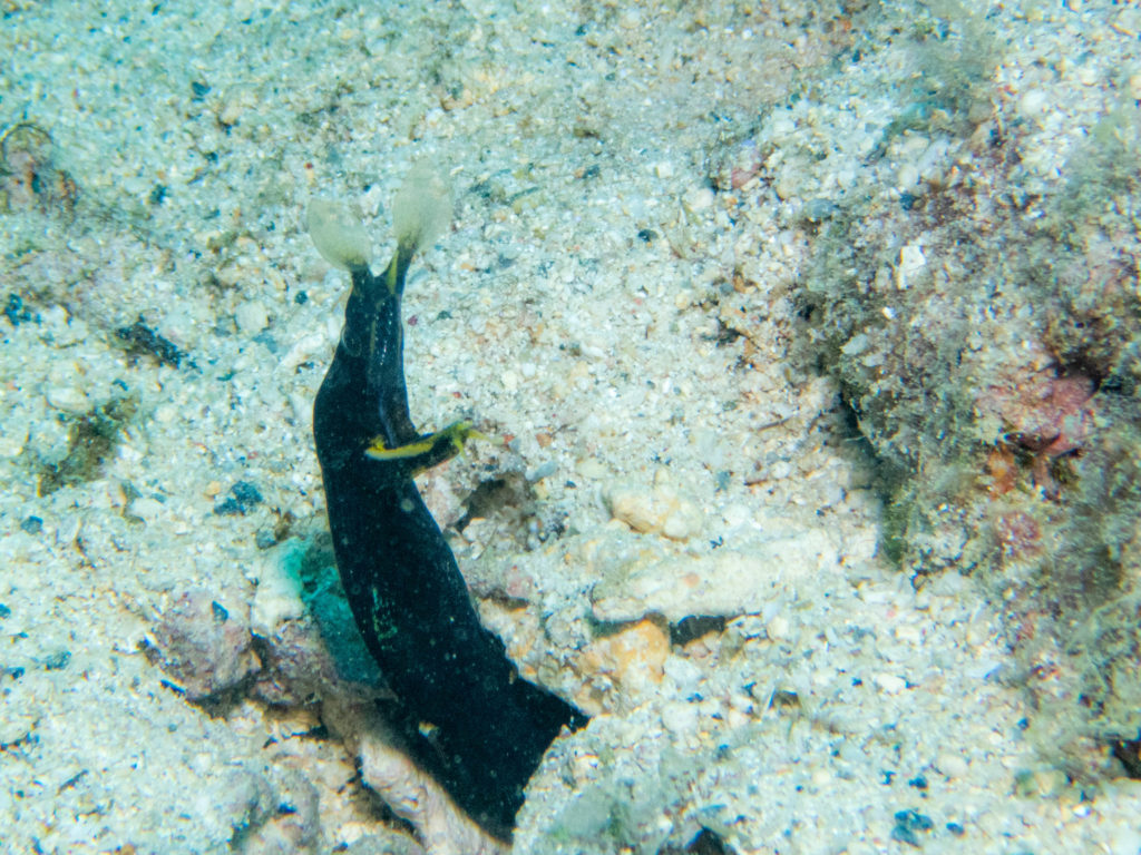 沖縄北部 ダイビング