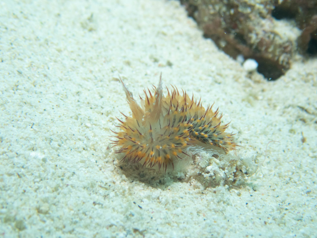 沖縄北部 ダイビング