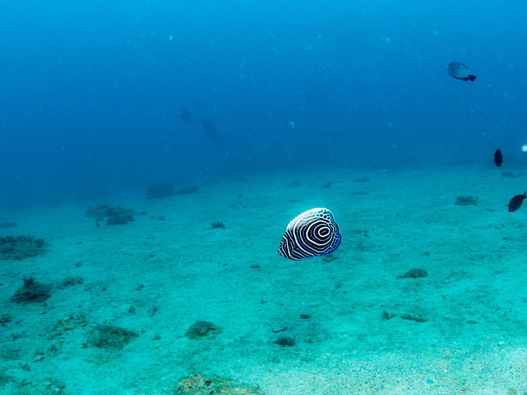 沖縄北部 ダイビング