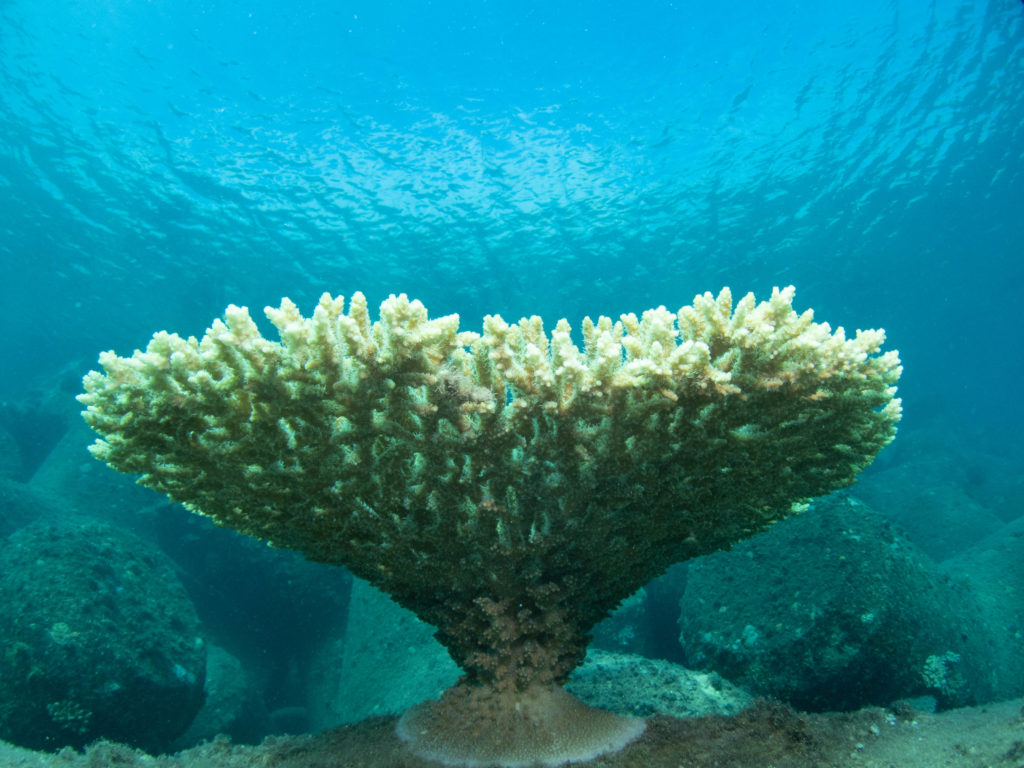 沖縄北部 ダイビング
